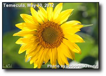 Spring Sunflower Spring Sunflower