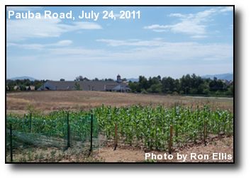 Summer Corn Summer Corn