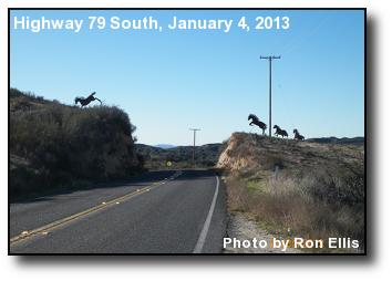 Wild Horses Wild Horses