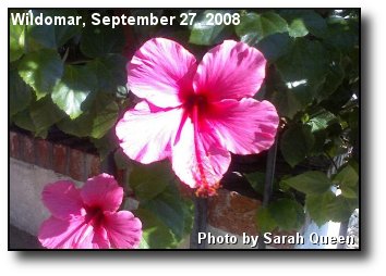 Vibrant Bloom Vibrant Bloom